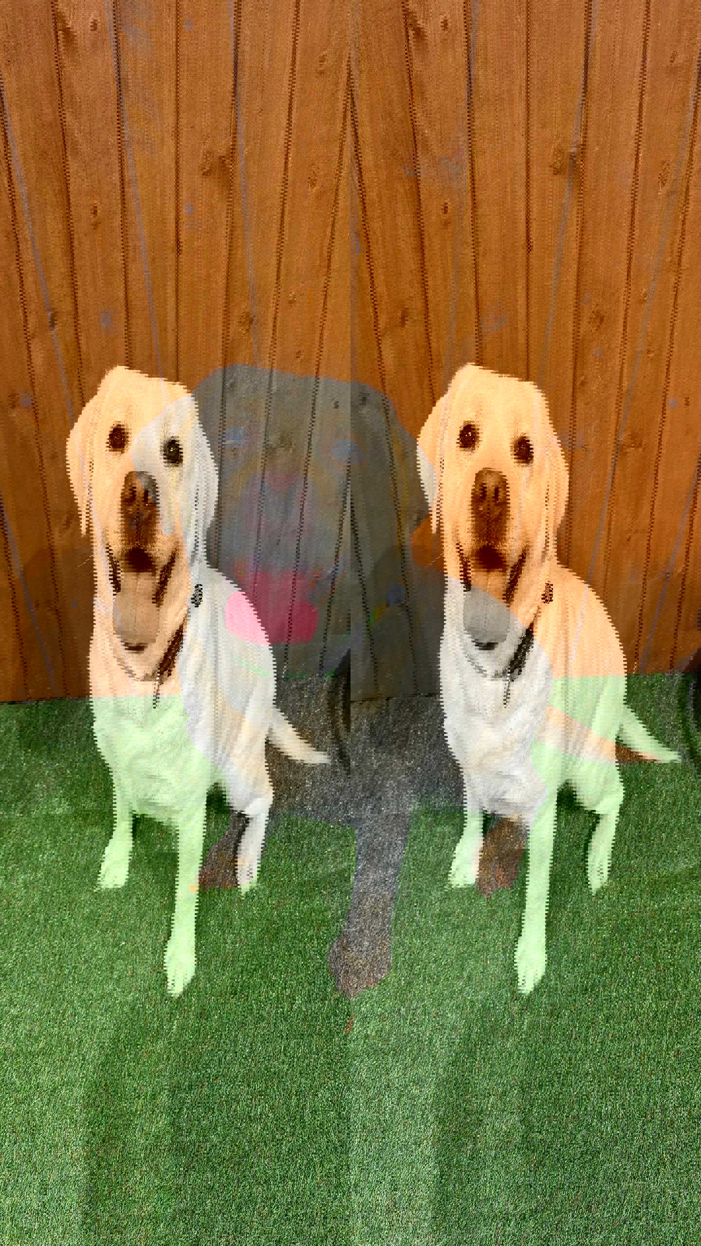 Barbie -Labrador Retriever